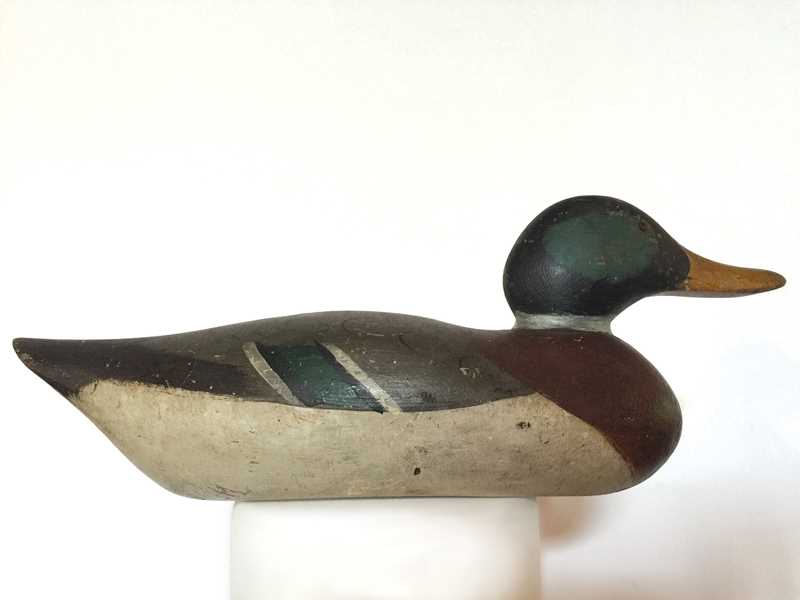 Collaborative Mallard Drake