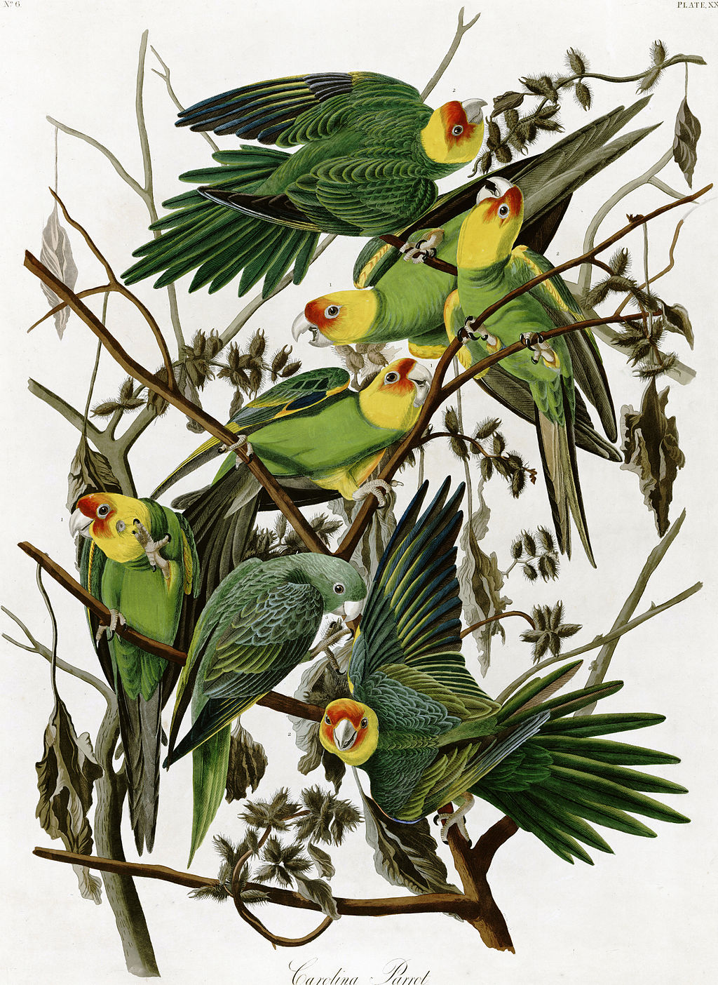 Carolina parakeets by John James Audubon (1833)
