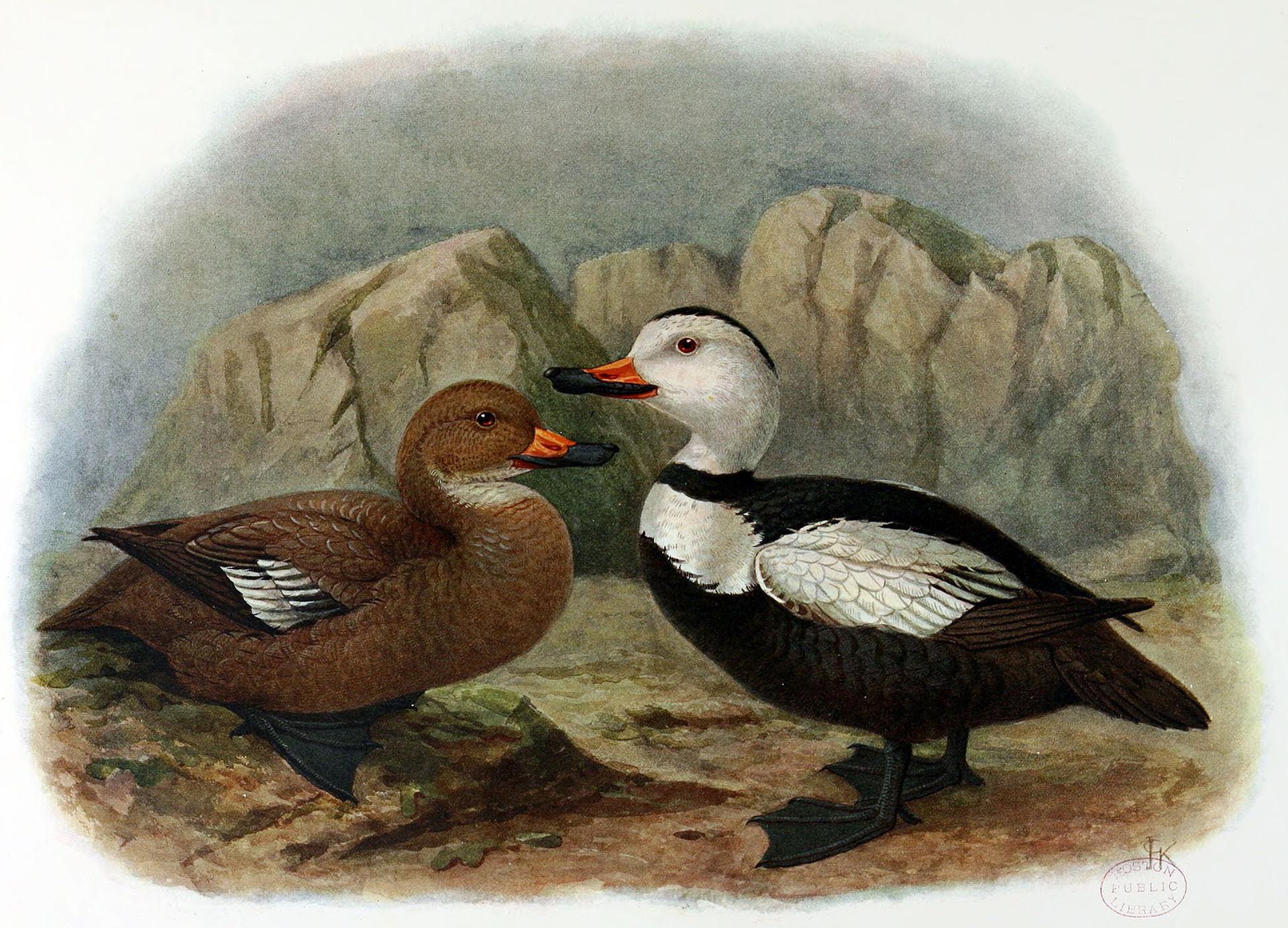 Labrador Duck