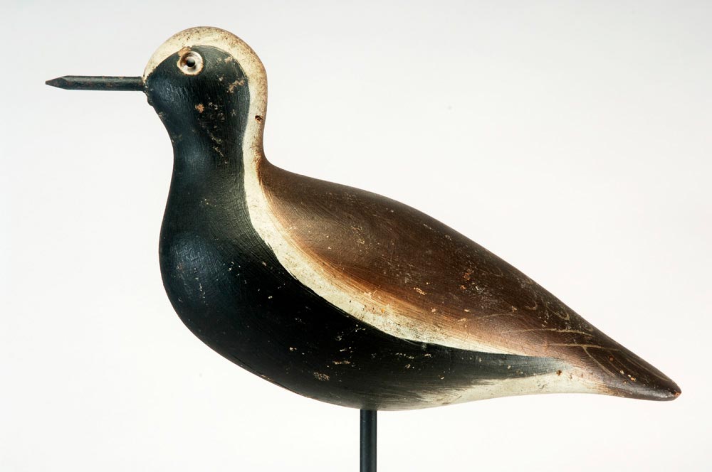 Mason Glasseye Shorebird